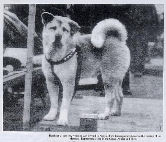 Hachiko Breed Information: History, Health, Pictures, and more